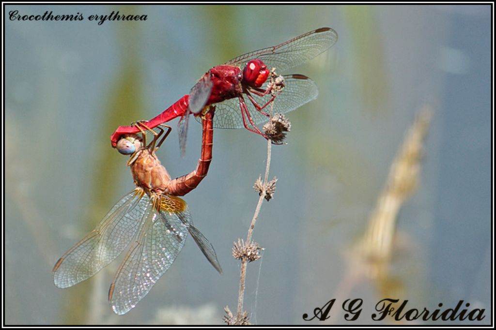 Dragonflies from Malta